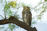 Image. Great Horned Owl