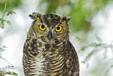 Image. Great Horned Owl