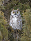 Image. Great Horned Owl