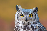Image. Great Horned Owl