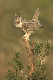 Image. Great Horned Owl
