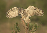 Image. Great Horned Owl