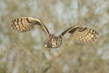 Image. Great Horned Owl
