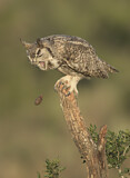 Image. Great Horned Owl