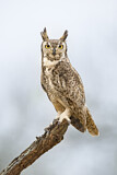 Image. Great Horned Owl