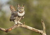 Image. Great Horned Owl