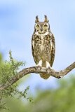 Image. Great Horned Owl