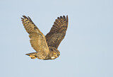 Image. Great Horned Owl