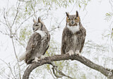 Image. Great Horned Owl