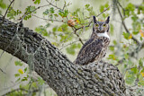 Image. Great Horned Owl