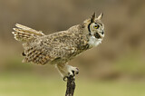 Image. Great Horned Owl