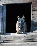 Image. Great Horned Owl