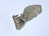 Image. Great Horned Owl