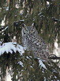 Image. Great Horned Owl