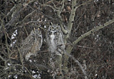 Image. Great Horned Owl