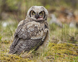 Image. Great Horned Owl
