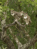 Image. Great Horned Owl