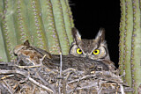 Image. Great Horned Owl