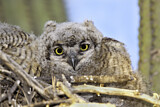 Image. Great Horned Owl