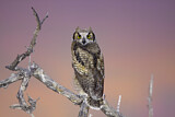Image. Great Horned Owl