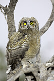 Image. Great Horned Owl
