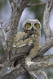 Image. Great Horned Owl