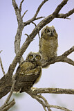 Image. Great Horned Owl