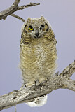 Image. Great Horned Owl