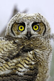 Image. Great Horned Owl
