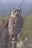 Image. Great Horned Owl
