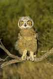 Image. Great Horned Owl