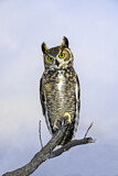 Image. Great Horned Owl