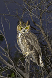 Image. Great Horned Owl