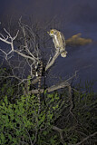 Image. Great Horned Owl