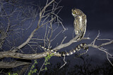 Image. Great Horned Owl