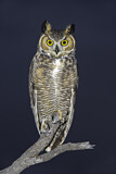 Image. Great Horned Owl