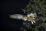 Image. Great Horned Owl