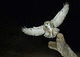 Image. Great Horned Owl