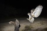 Image. Great Horned Owl