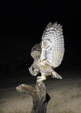 Image. Great Horned Owl
