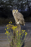 Image. Great Horned Owl