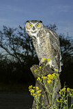 Image. Great Horned Owl