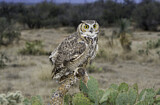 Image. Great Horned Owl