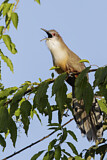 Image. Great Lizard Cuckoo