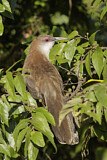 Image. Great Lizard Cuckoo