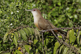 Image. Great Lizard Cuckoo