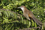 Image. Great Lizard Cuckoo