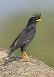 Image. Great Myna