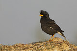 Image. Great Myna