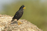 Image. Great Myna